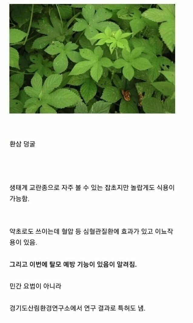 한국생태계를파괴중인외래종잡초의결말2.jpg