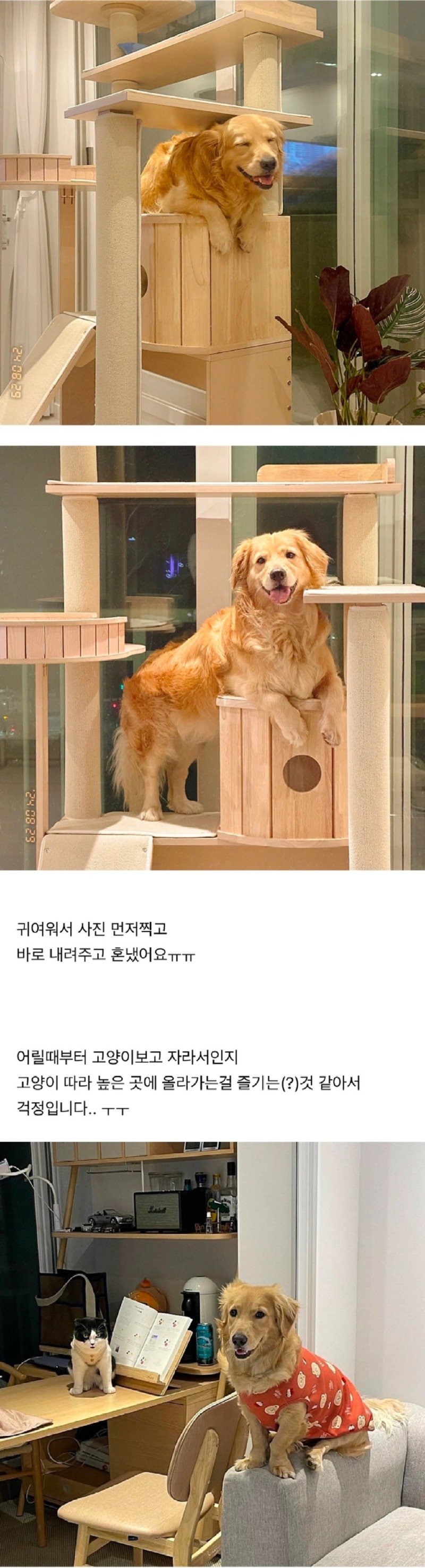 강아지가자꾸캣타워에올라가서큰일이에요2.jpg