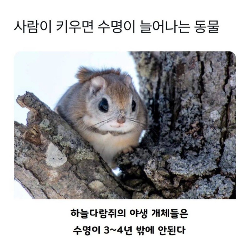 사람이키우면수명이늘어나는동물1.jpg