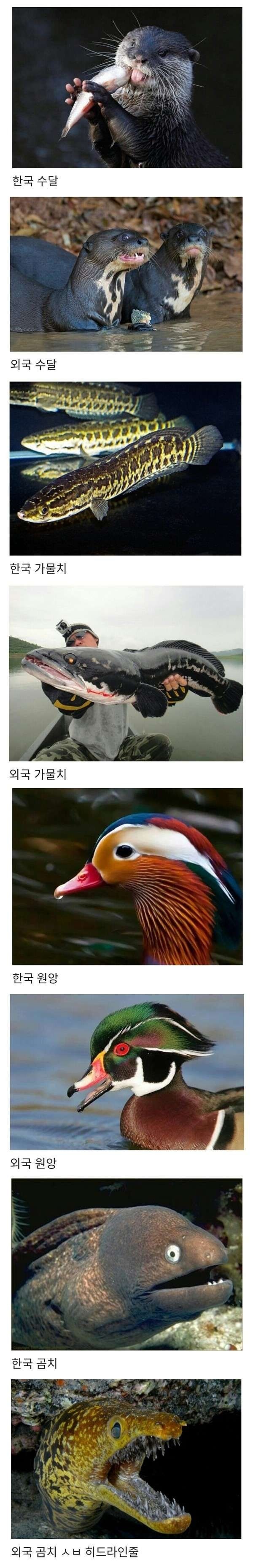 외국vs한국동물비교2.jpeg