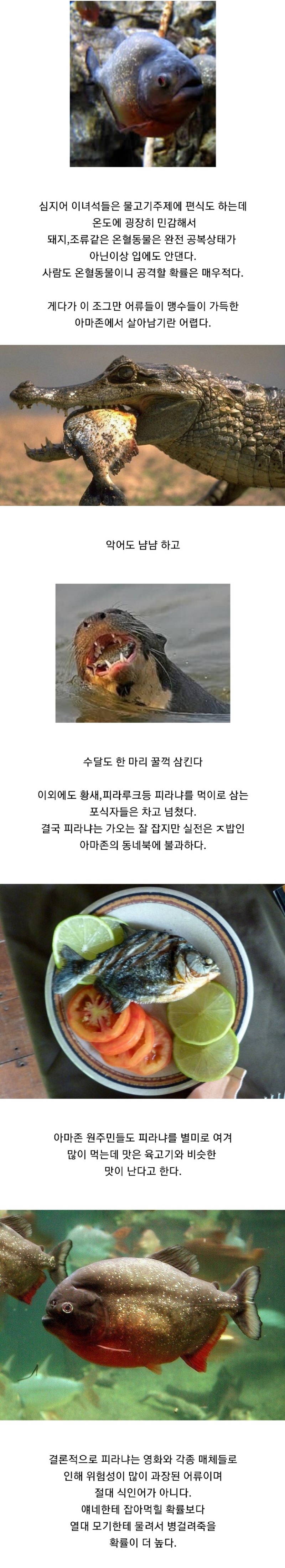 우리가몰랐던식인어피라냐의진실4.jpg