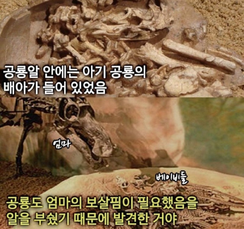 3천만년된공룡알을깨부순고고학자4.jpeg