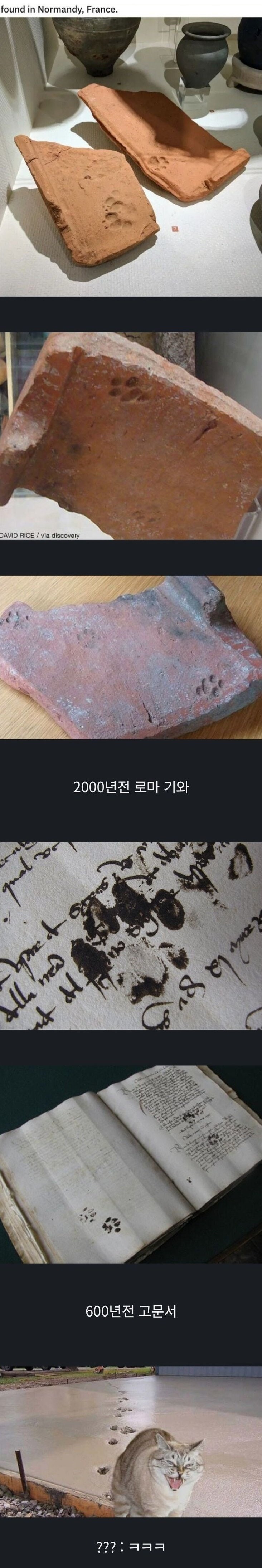 의외로수천년간변하지않은동물.jpg