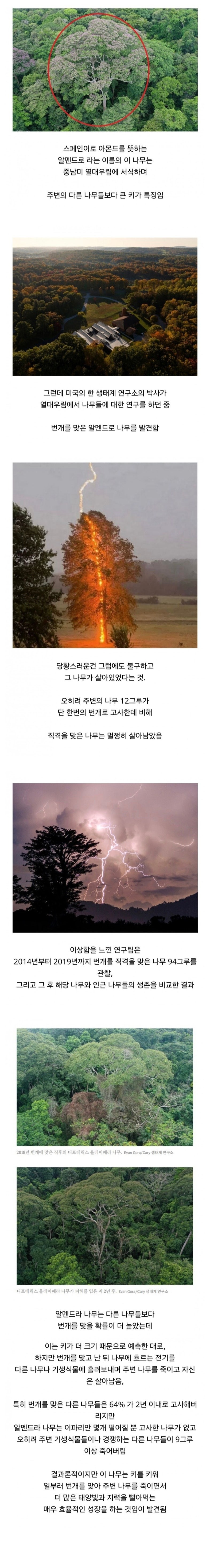 경쟁자를죽이기위해일부러번개맞는나무.jpeg