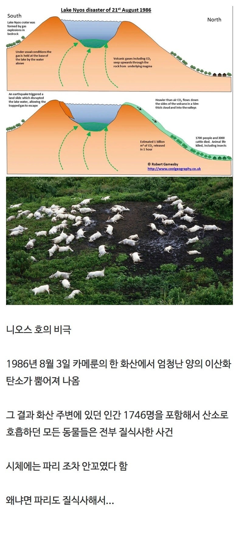 한마을의모든동물이전멸했던사건.jpeg