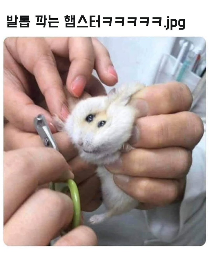 그냥햄스터모음1.jpg