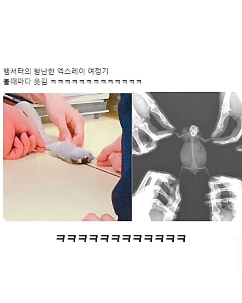 그냥햄스터모음2.jpg