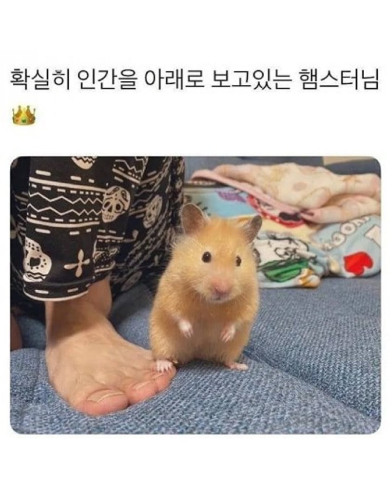 그냥햄스터모음3.jpg