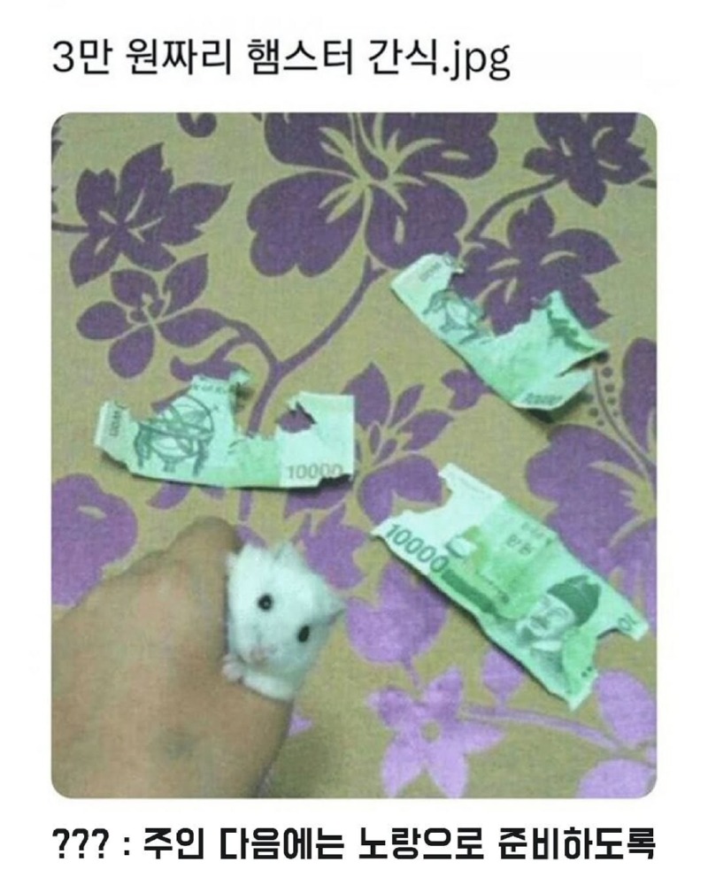 그냥햄스터모음4.jpg