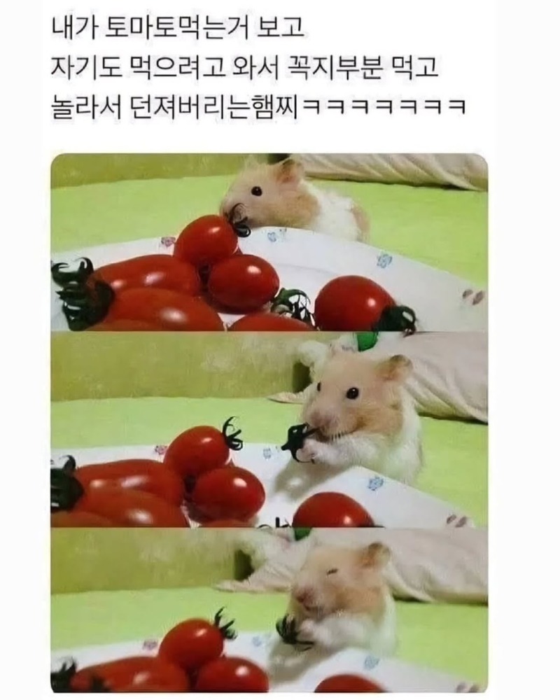 그냥햄스터모음5.jpg
