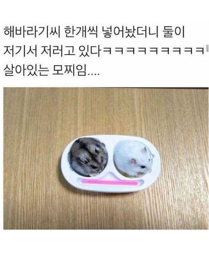 그냥햄스터모음7.jpg