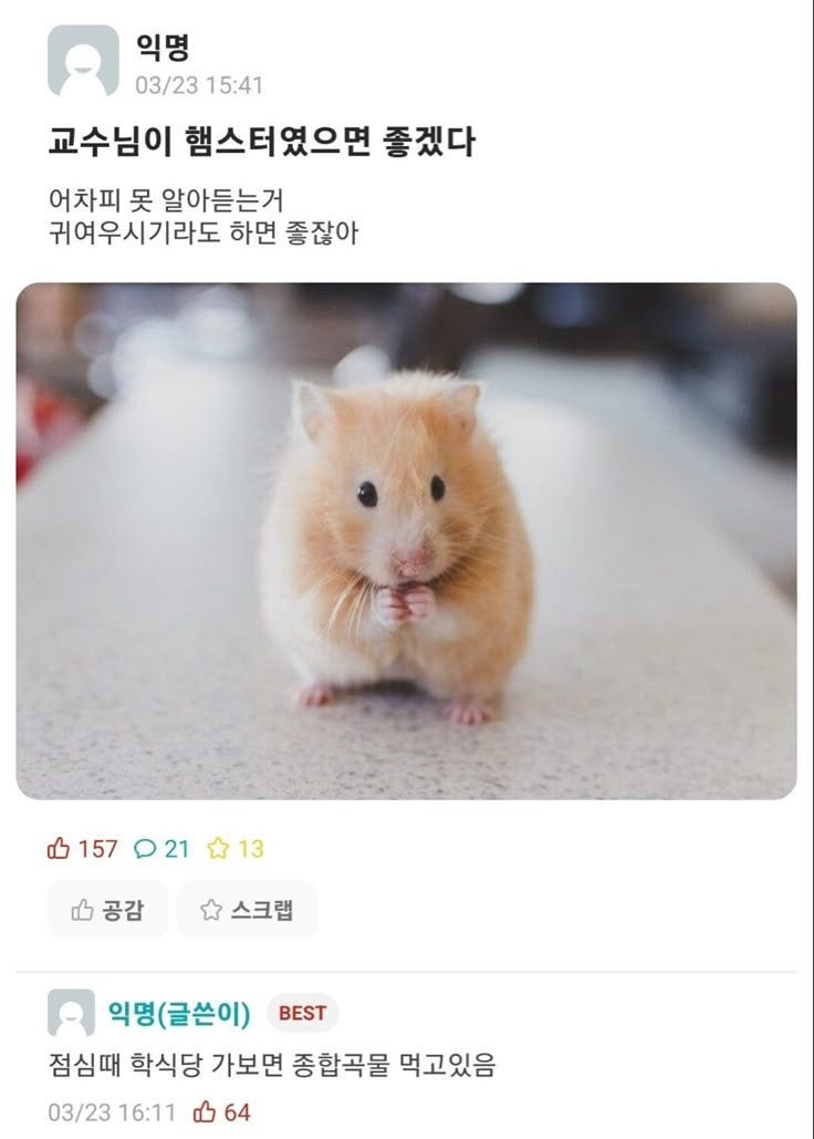 그냥햄스터모음8.jpg
