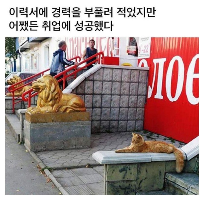 이력서뻥튀기해서취업성공한케이스.jpeg