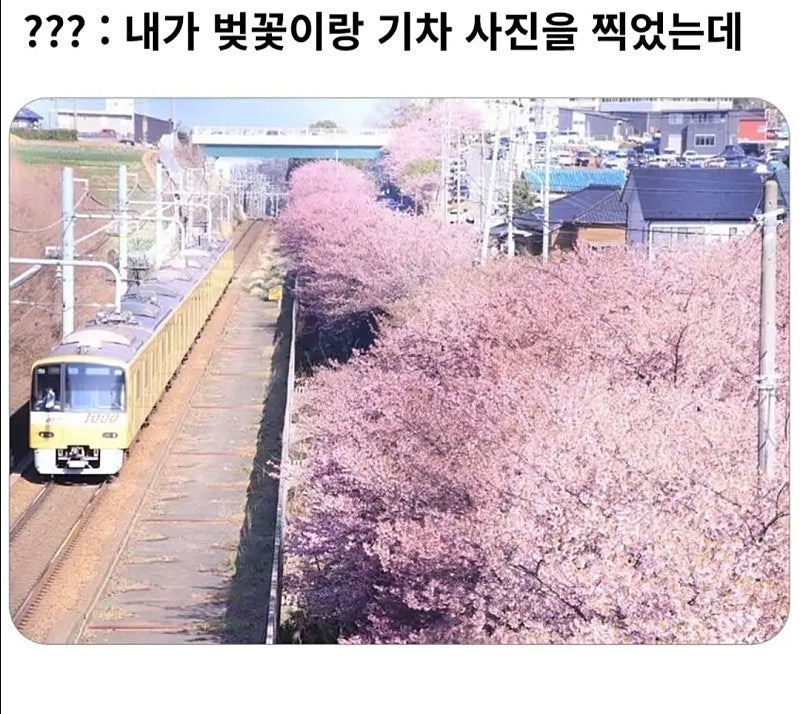 벚꽃이랑기차사진을찍었는데1.jpg