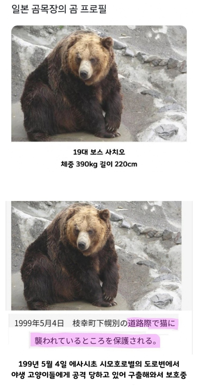 충격적인일본곰목장의곰프로필.jpeg