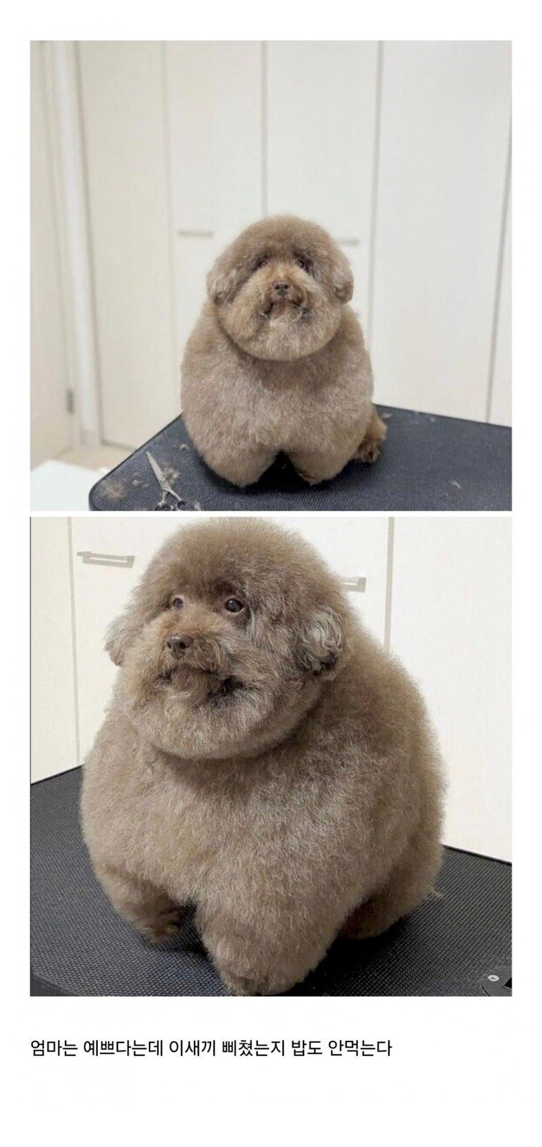 개미용실패한디시인.jpeg