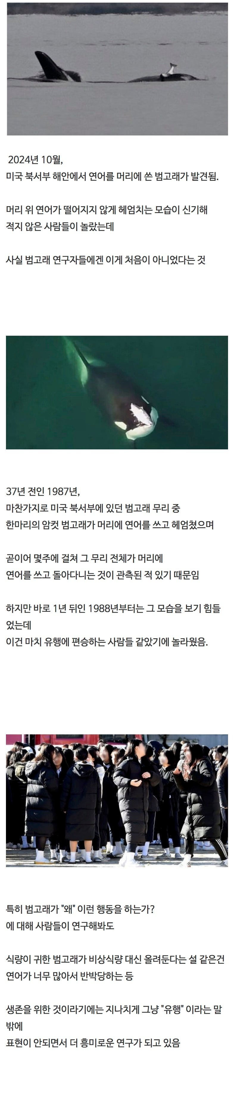 범고래들사이에서도유행은돌고돈다는게관측됨.jpeg