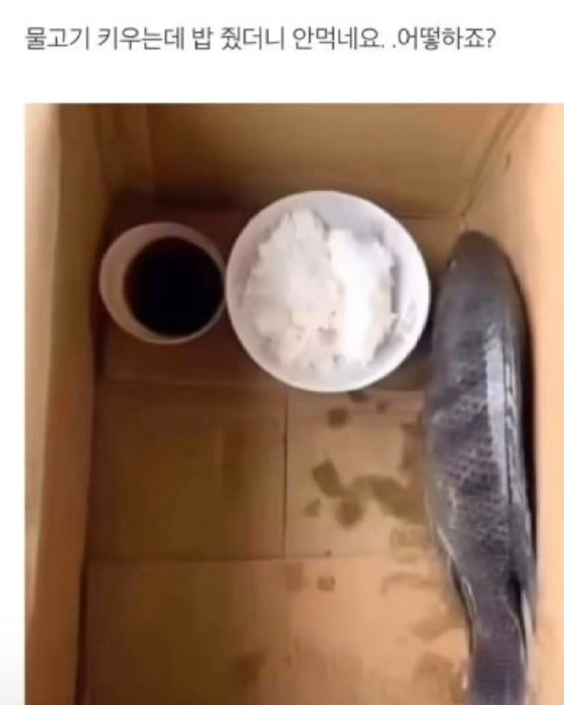 물고기가밥을안먹어요ㅠㅠ.jpg