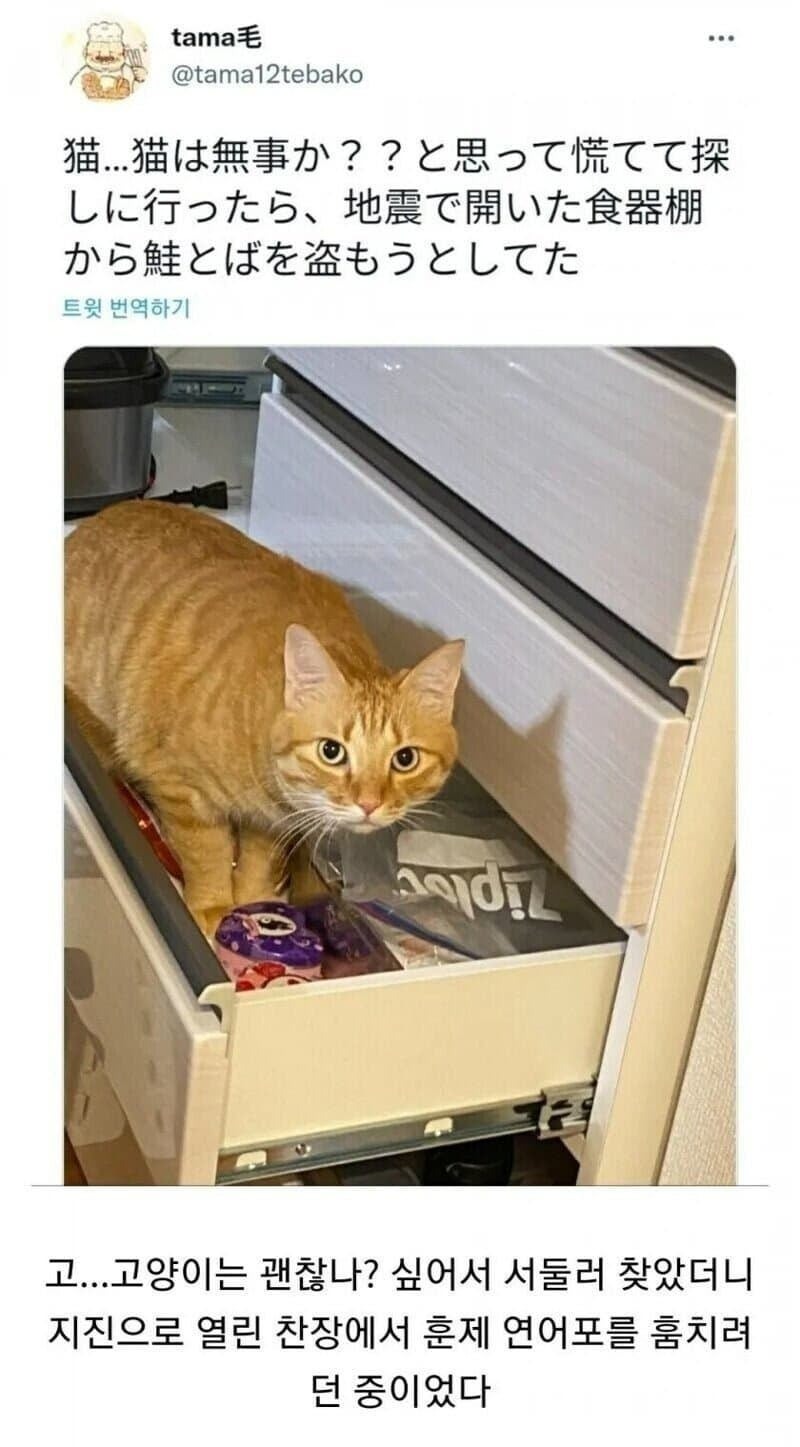 지진나면고양이가하는일.jpg