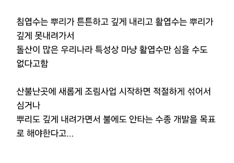 의외로불에잘안타는나무3.jpeg