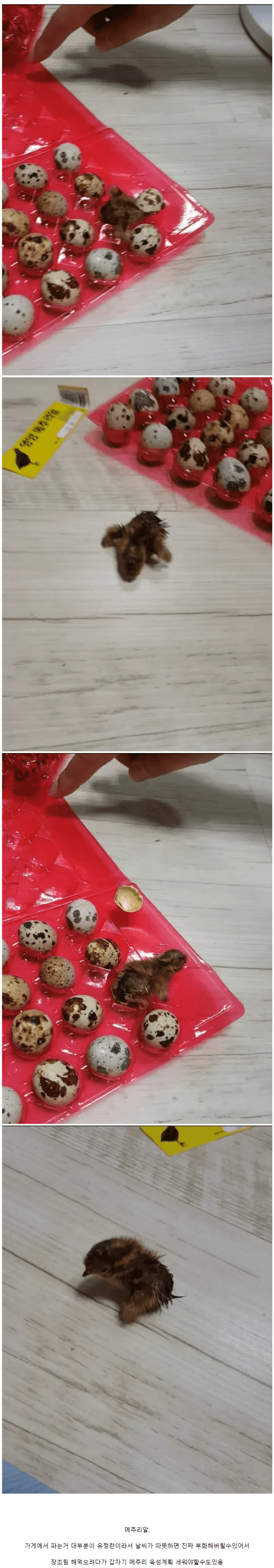 여름에잘못사면ㅈ되는식재료.png