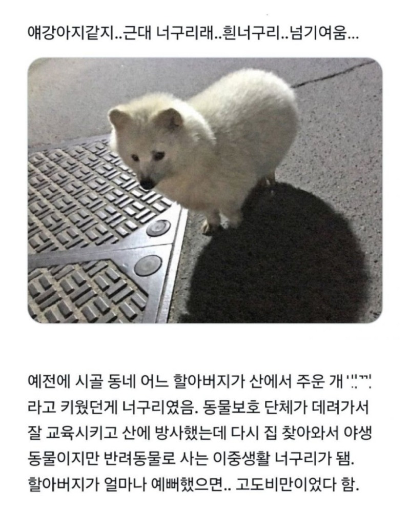 할아버지가산에서주워온개.jpeg