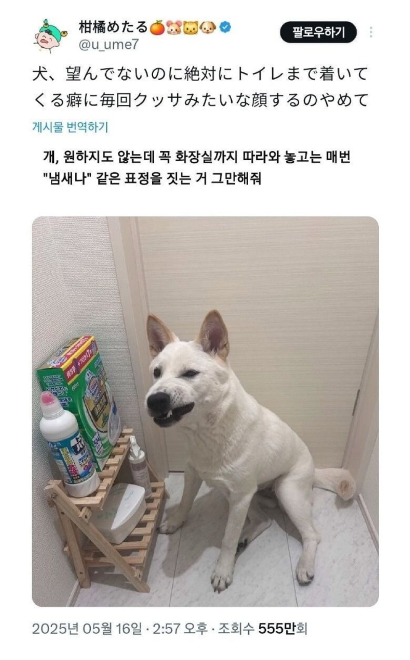 화장실갈때꼭따라오는강아지1.jpeg
