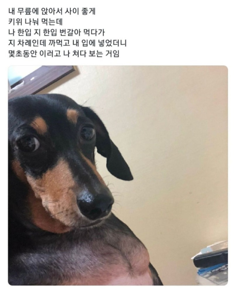 화장실갈때꼭따라오는강아지2.jpeg