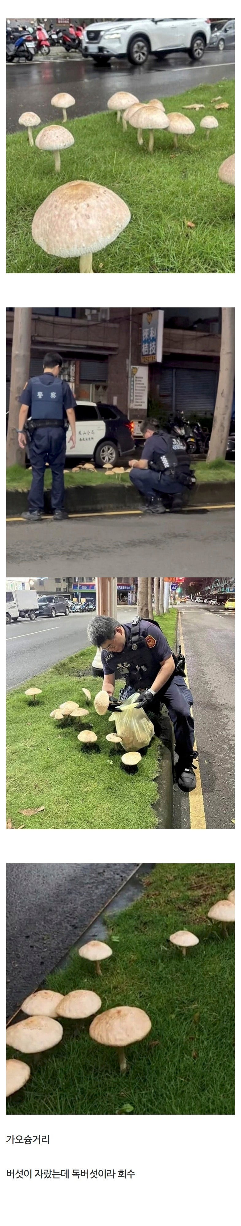 1년치비가한번에내린대만근황.jpeg