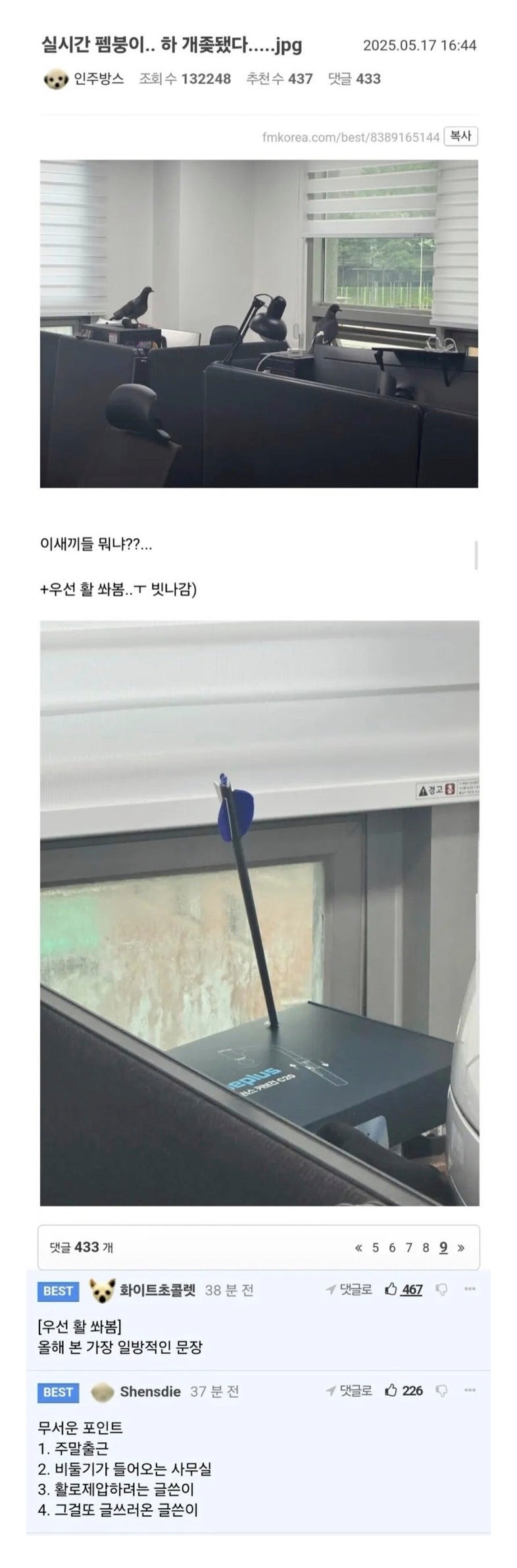 사무실에비둘기가들어온펨붕이.jpeg