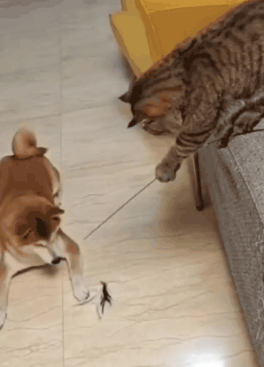시바견놀아주는냥이.gif