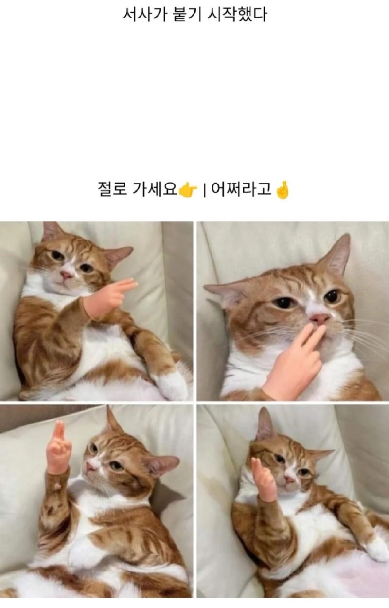 고양이한테악세사리끼워줬더니.jpg