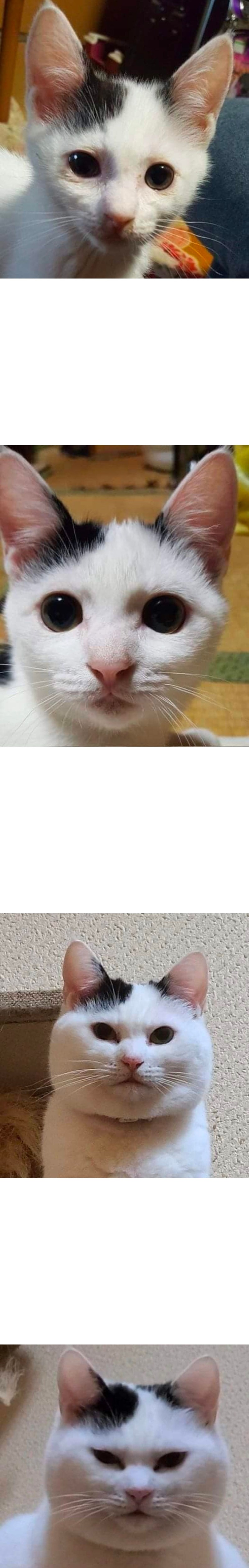 냥줍후시간경과에따른변화.jpg
