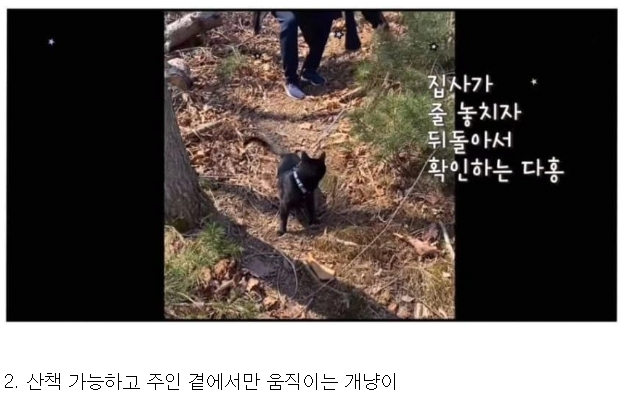 박수홍의SSS급펫2.png