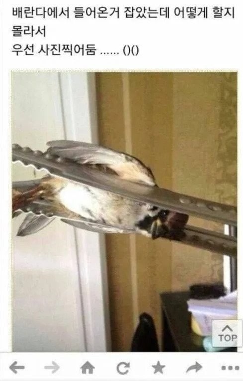 베란다에들어온참새잡음1.jpg