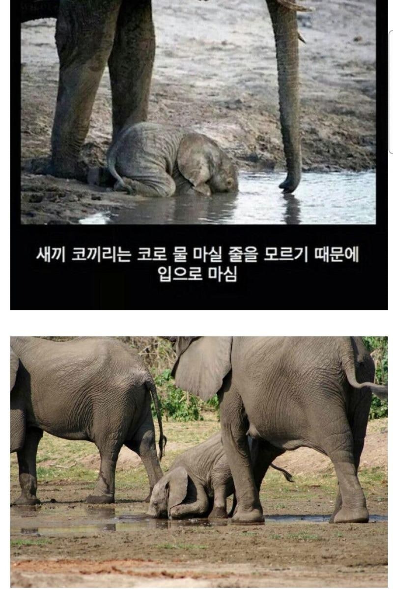 물마시는아기코끼리1.jpg