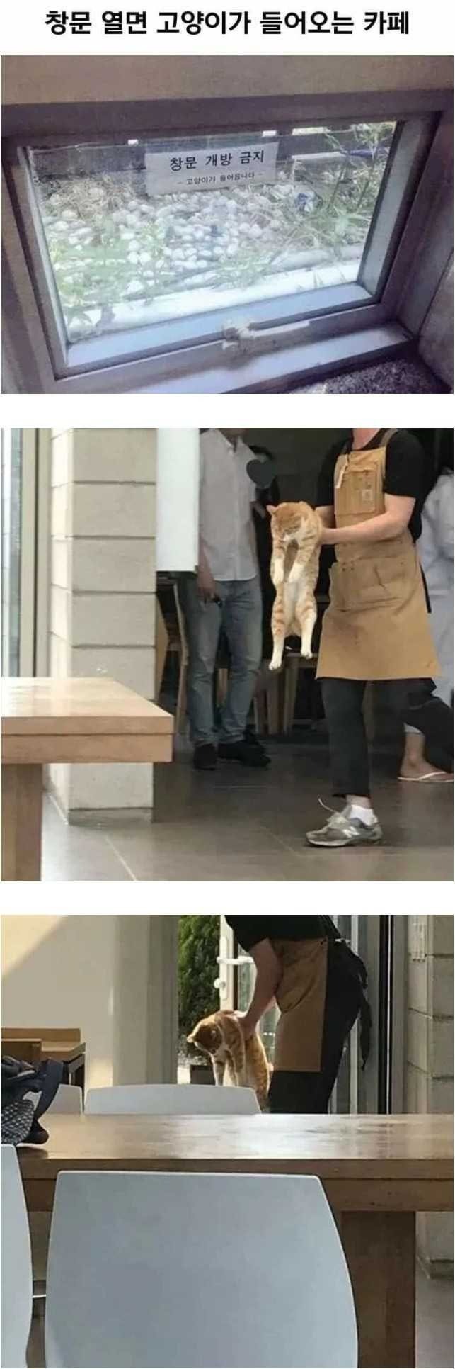 카페창문을함부로열면안되는이유.jpg