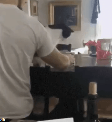 루왁커피냄새많은고양이2.gif