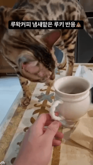 루왁커피냄새많은고양이3.gif