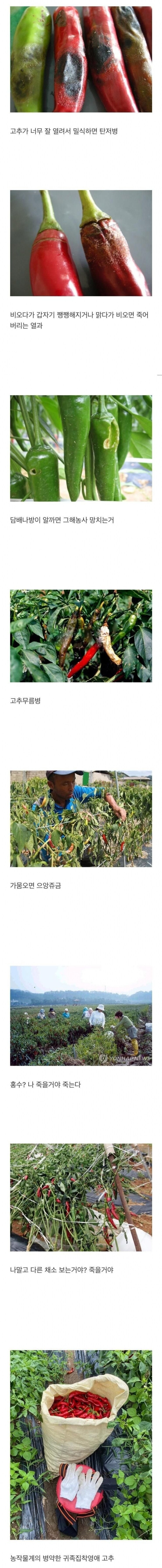 농사난이도탑티어인고추.jpg