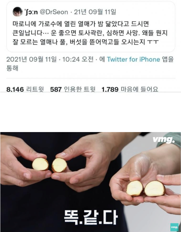 밤인줄알고먹으면큰일나는밤같이생긴열매2.png