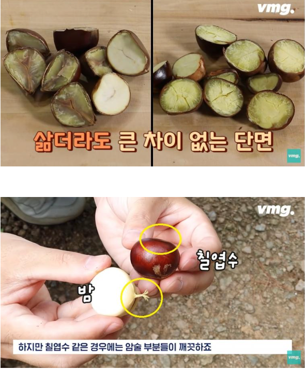 밤인줄알고먹으면큰일나는밤같이생긴열매3.png