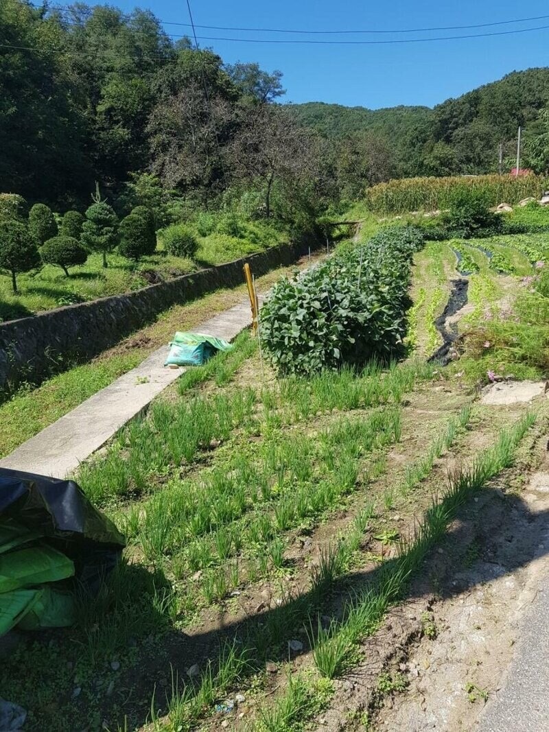 일초이상해씨1.jpg