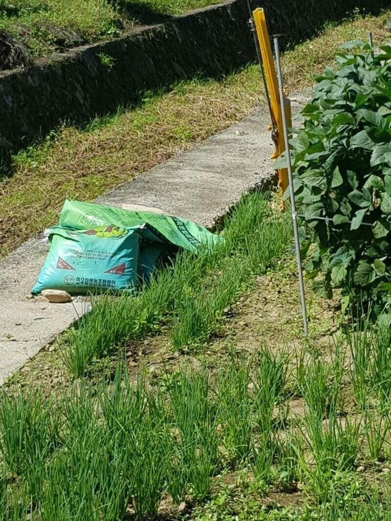 일초이상해씨2.jpg