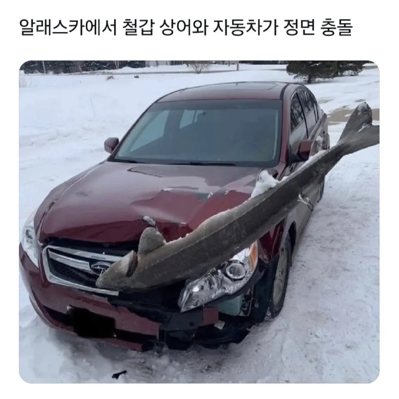 알래스카에서철갑상어와자동차가정면충돌.webp