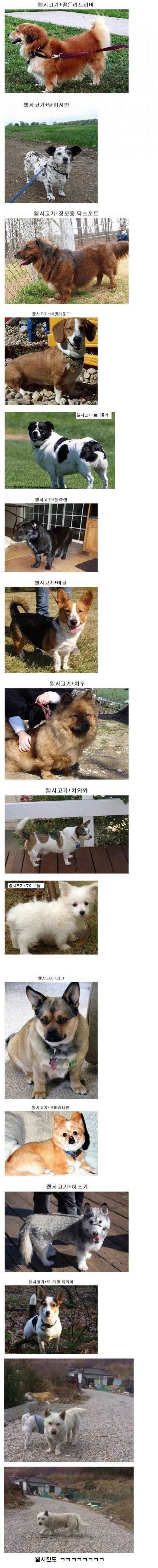 아무도못이긴다는개유전자.jpeg